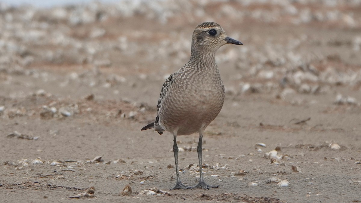 American Golden-Plover - ML498869091