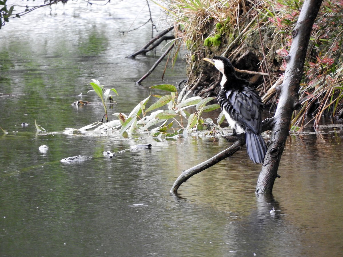 Little Pied Cormorant - ML498869321