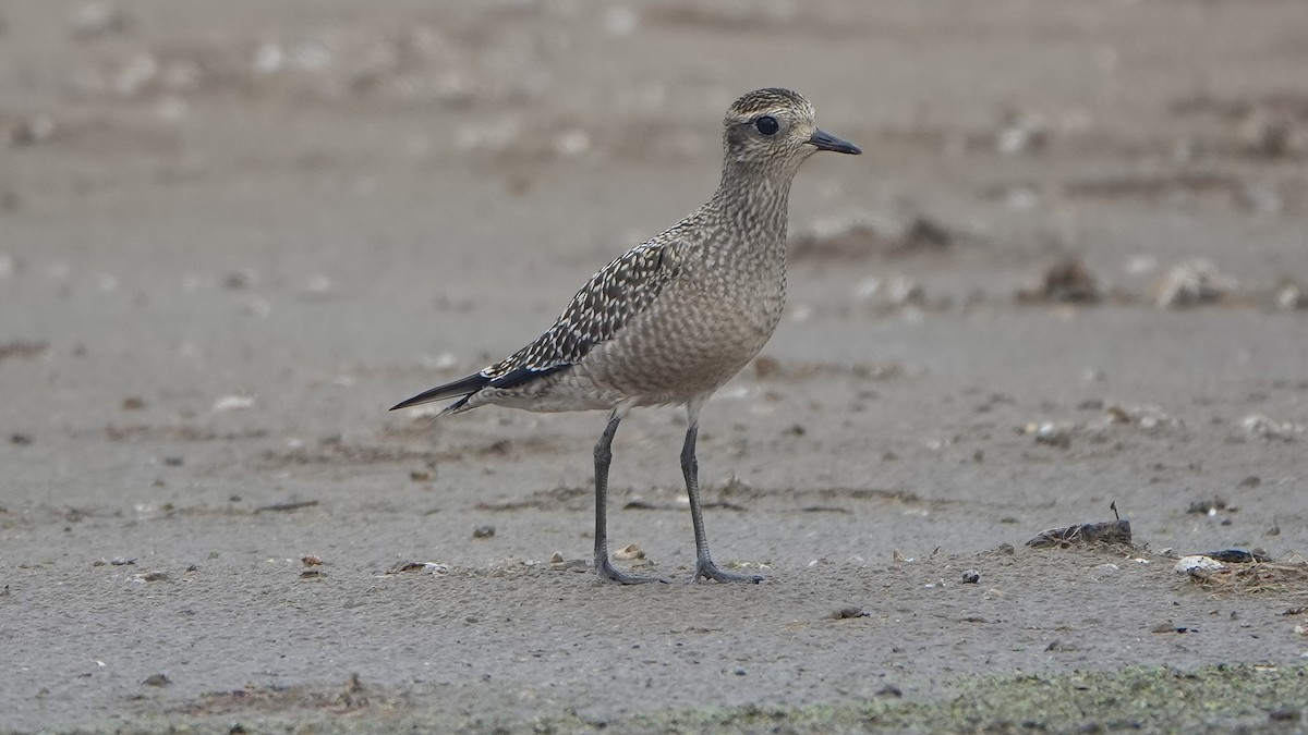 American Golden-Plover - ML498869411