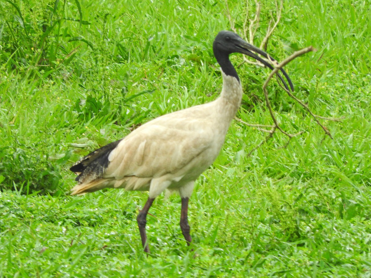 ibis australský - ML498869431