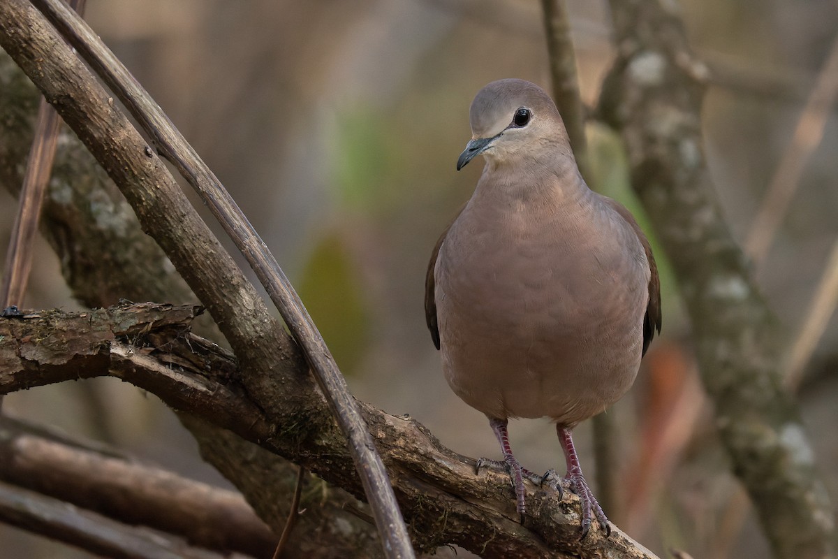 Large-tailed Dove - Pablo Ramos