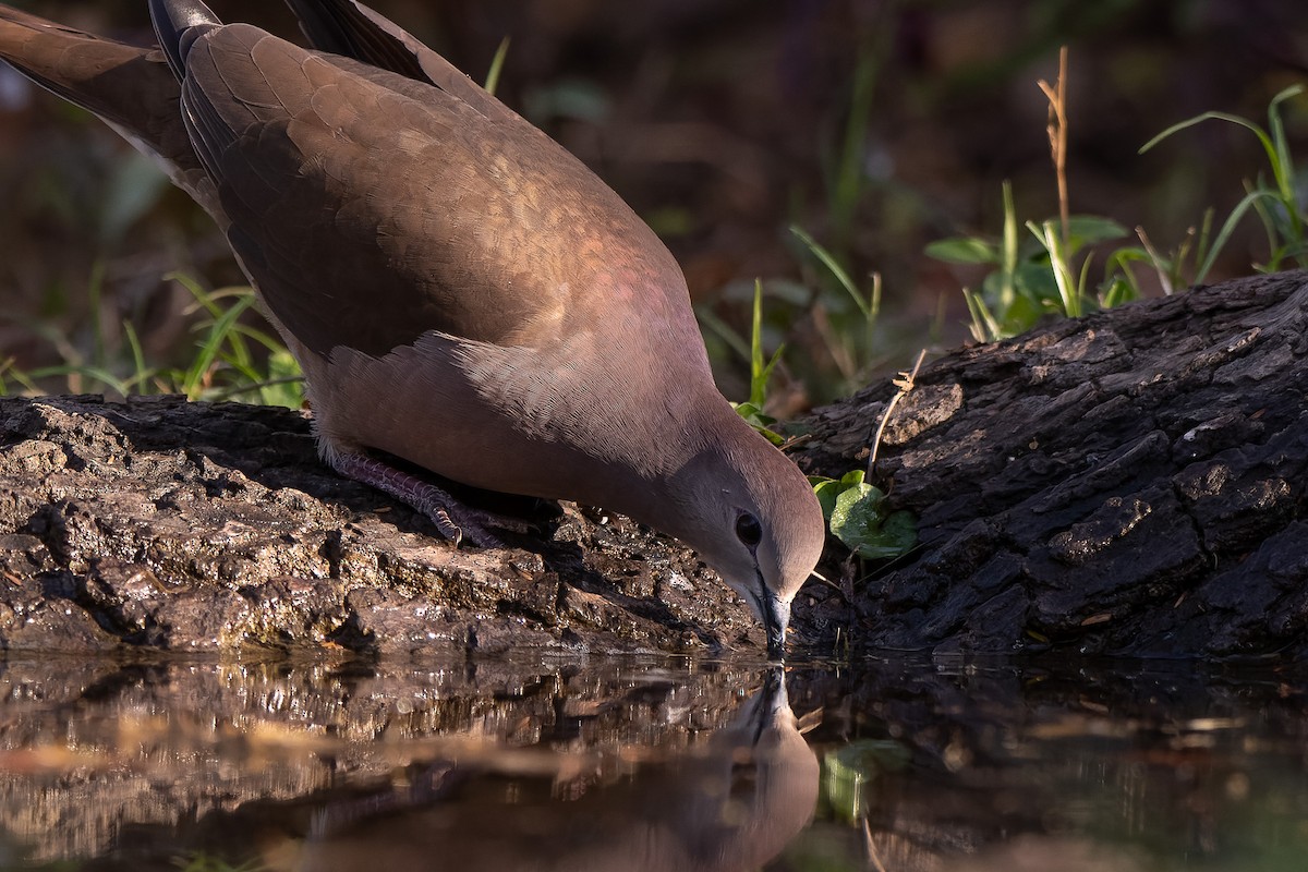 Large-tailed Dove - Pablo Ramos