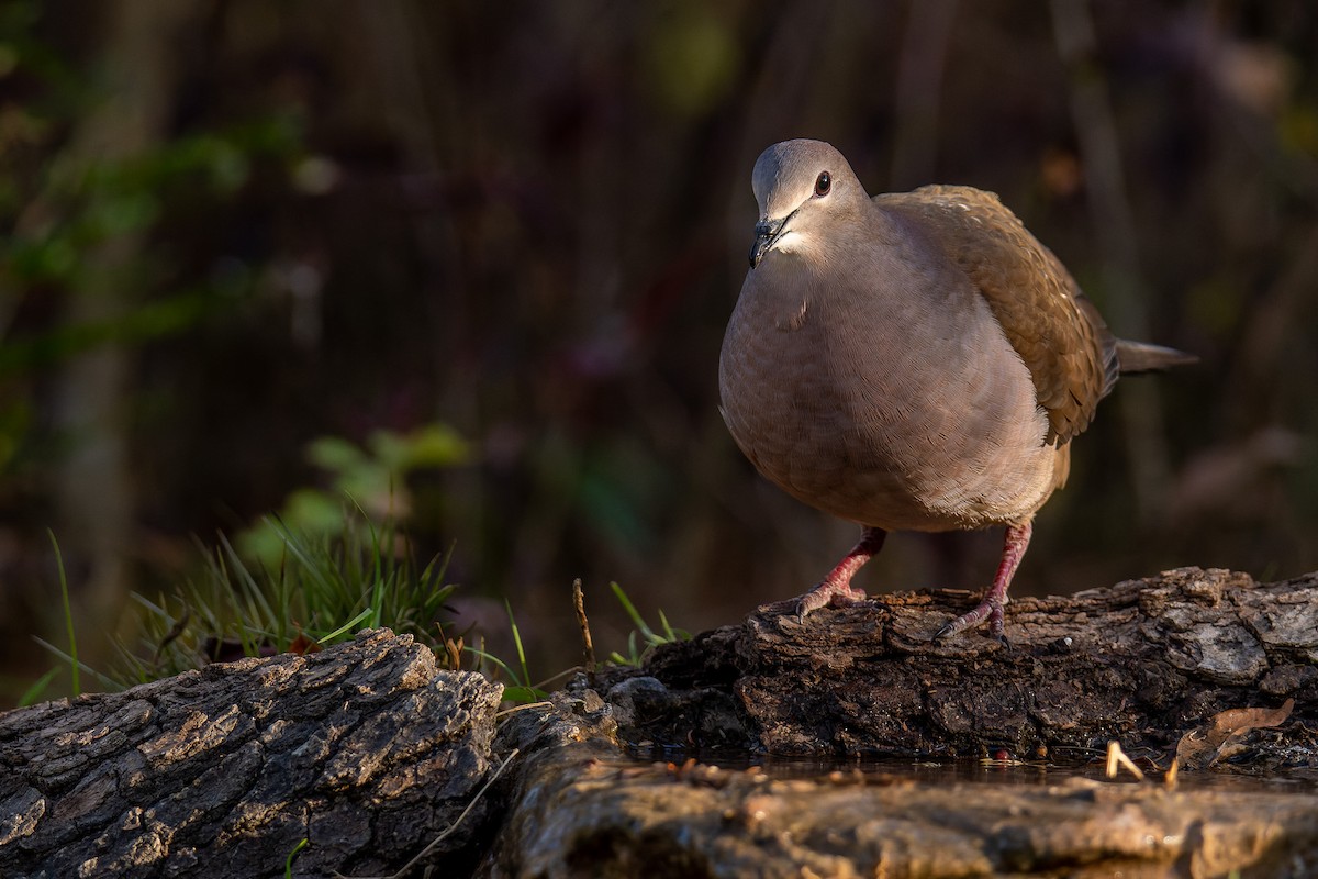 Large-tailed Dove - Pablo Ramos