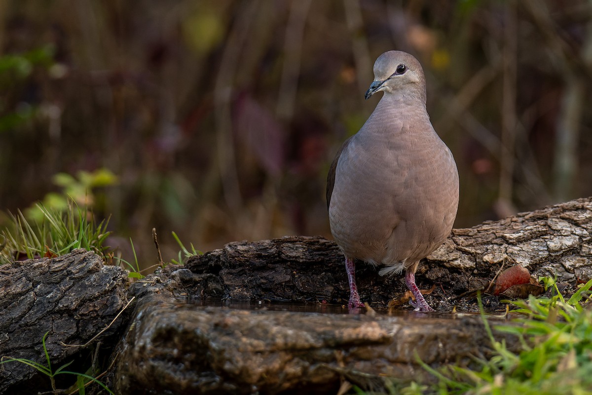 Large-tailed Dove - Pablo Ramos