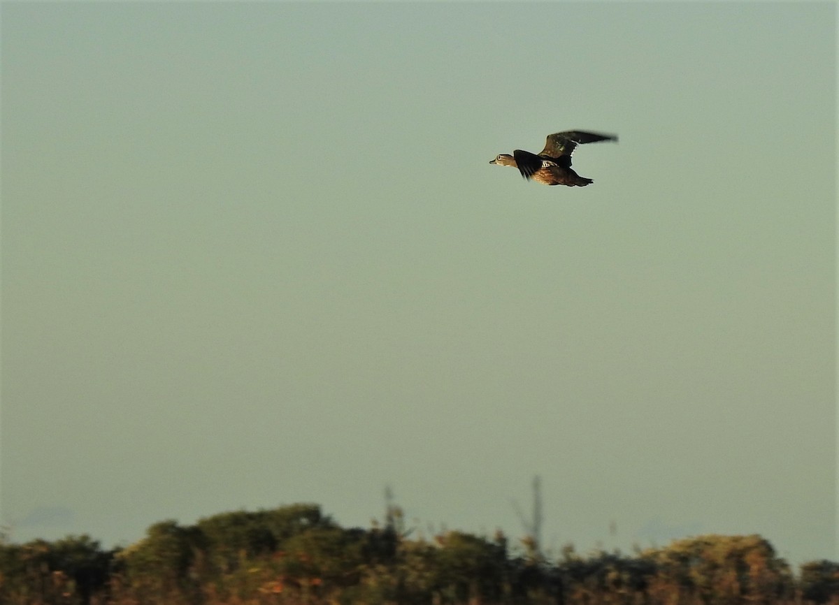 Wood Duck - ML498871011