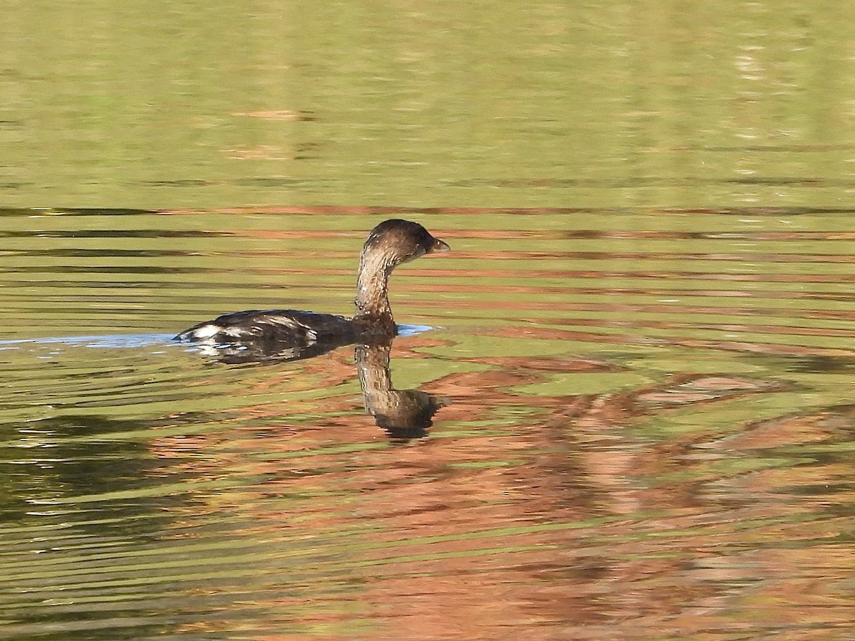 Pied-billed Grebe - Jackie Delk