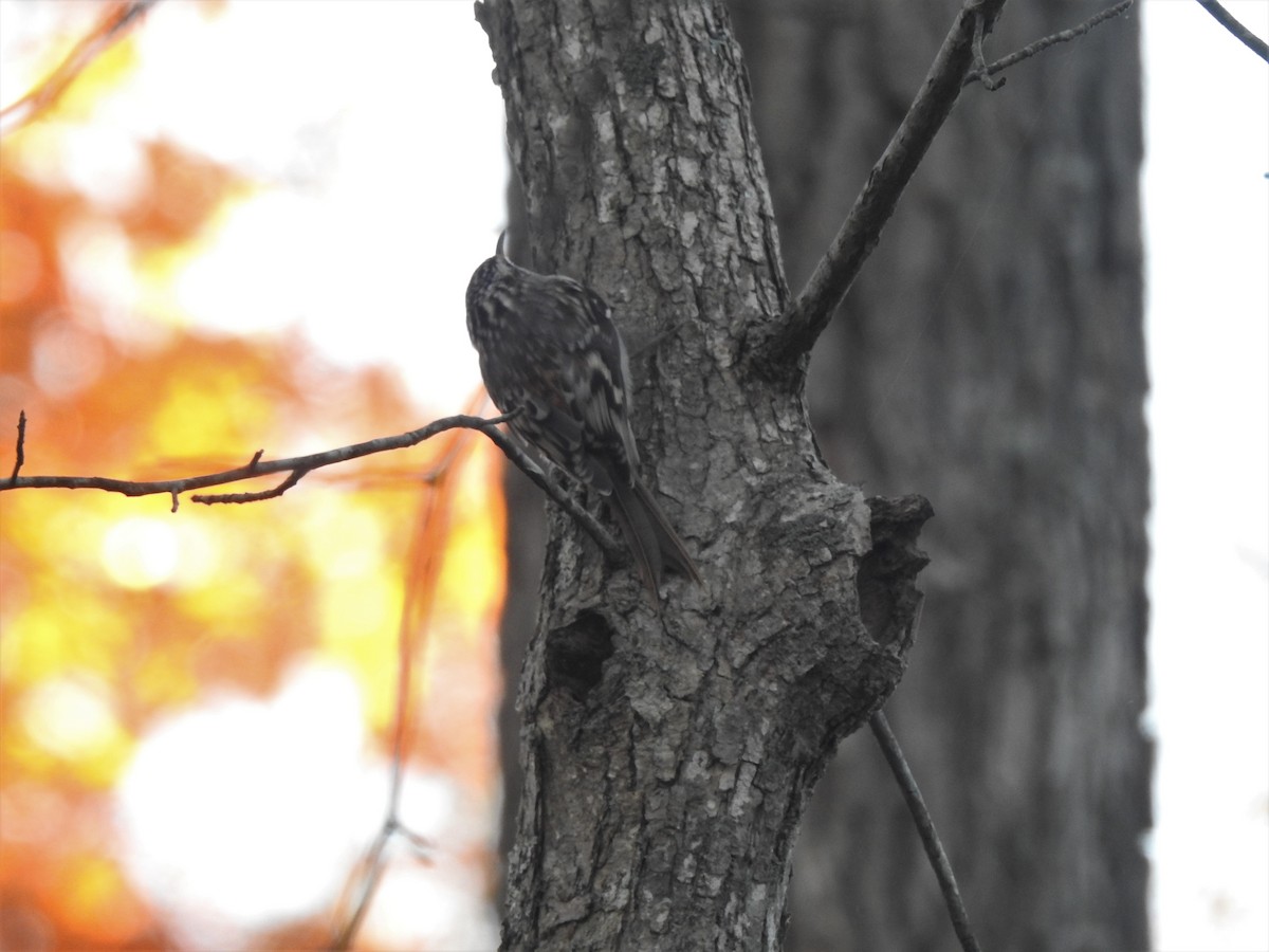 Brown Creeper - Vincent Glasser