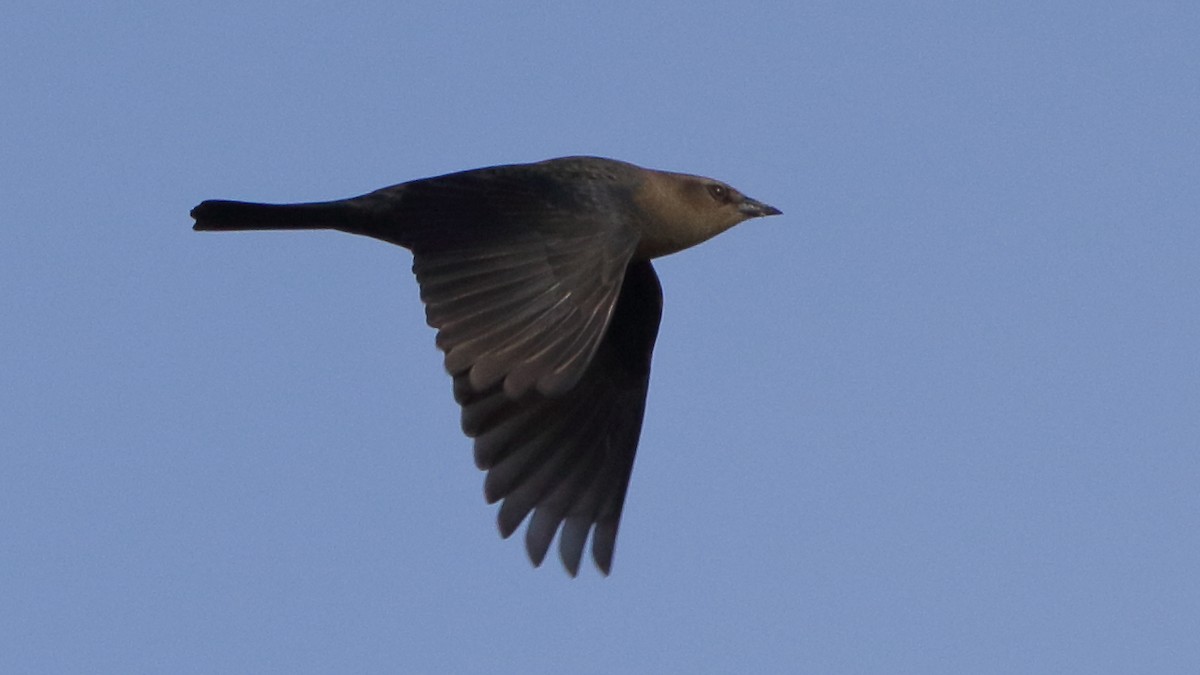 Brewer's Blackbird - ML498872151