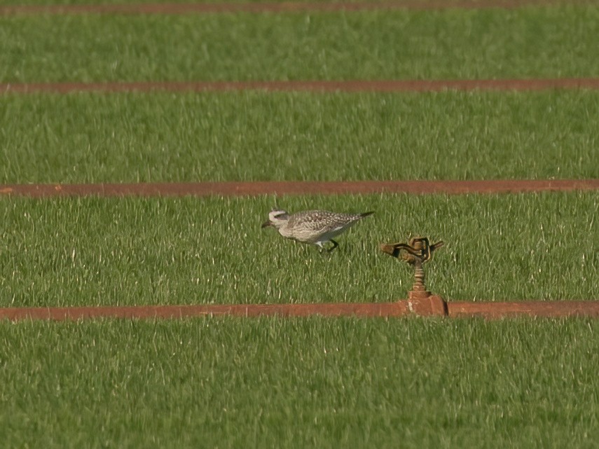 American Golden-Plover - ML498872461