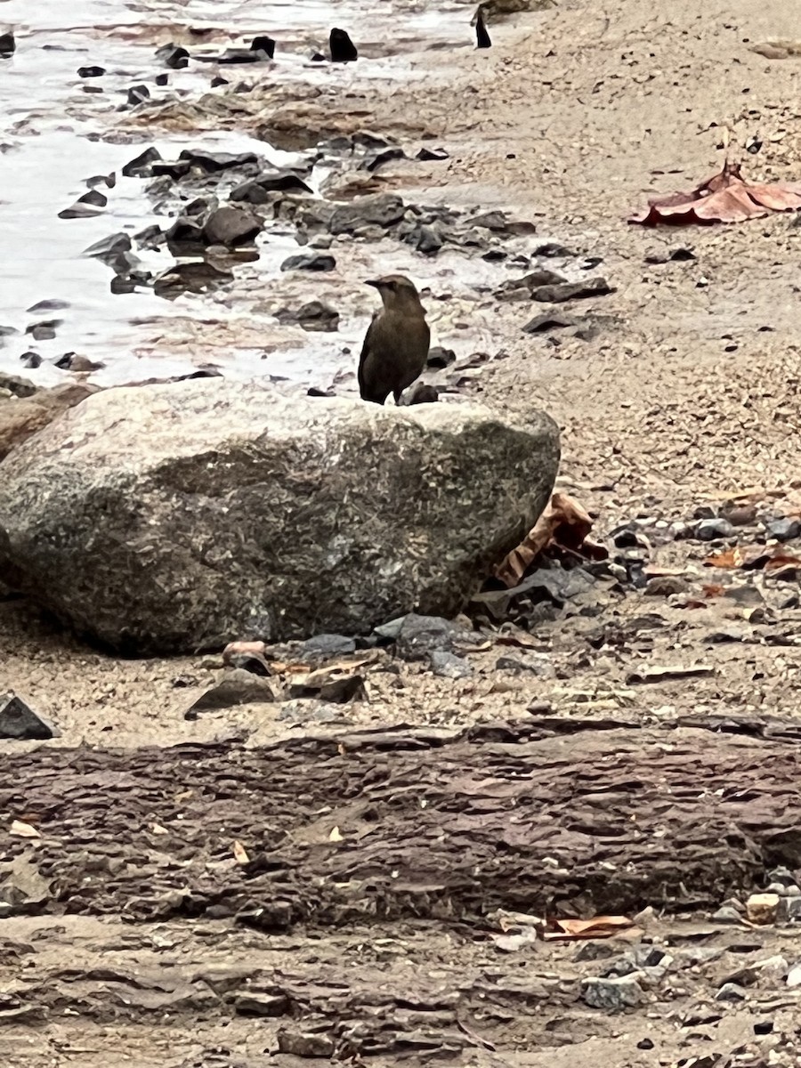 Rusty Blackbird - ML498874021