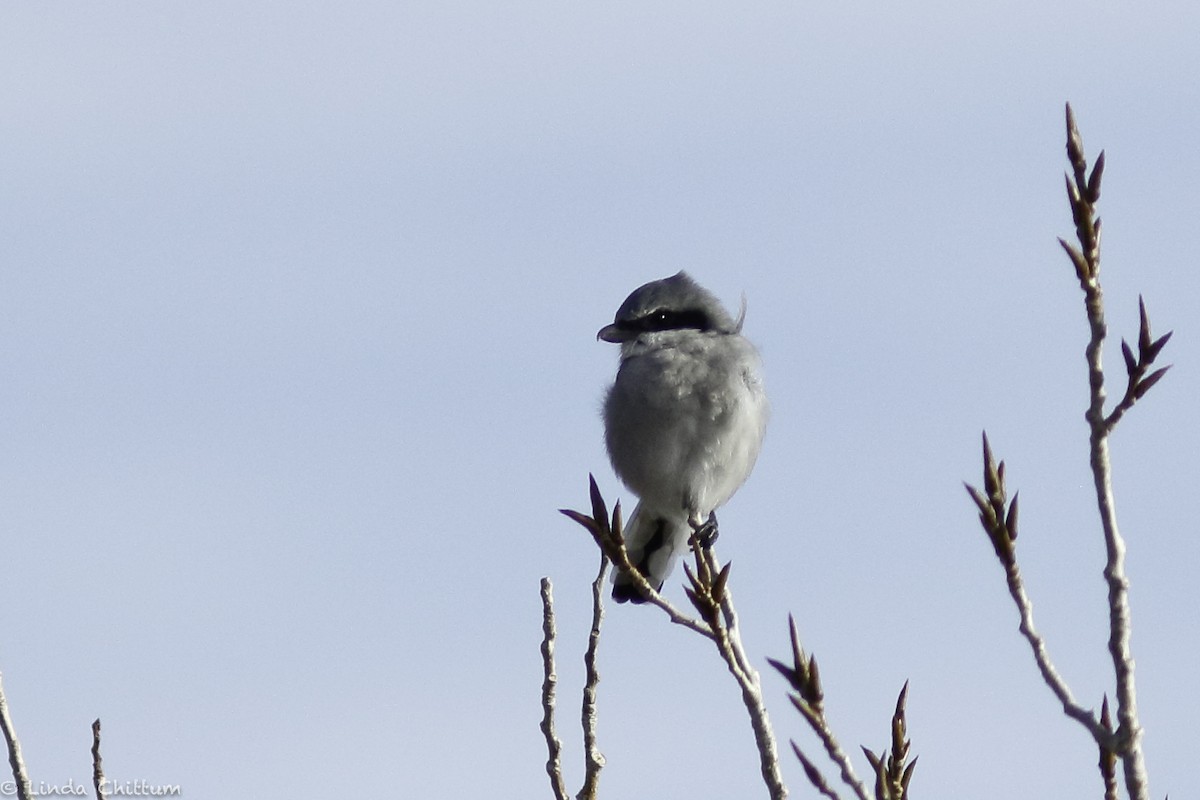 Loggerhead Shrike - Linda Chittum