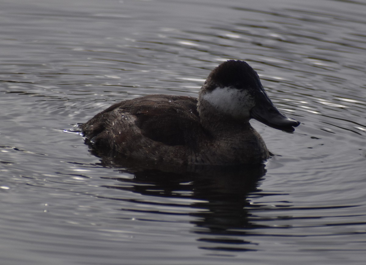 Ruddy Duck - ML498876121