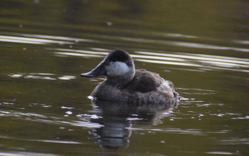 Ruddy Duck - ML498876131