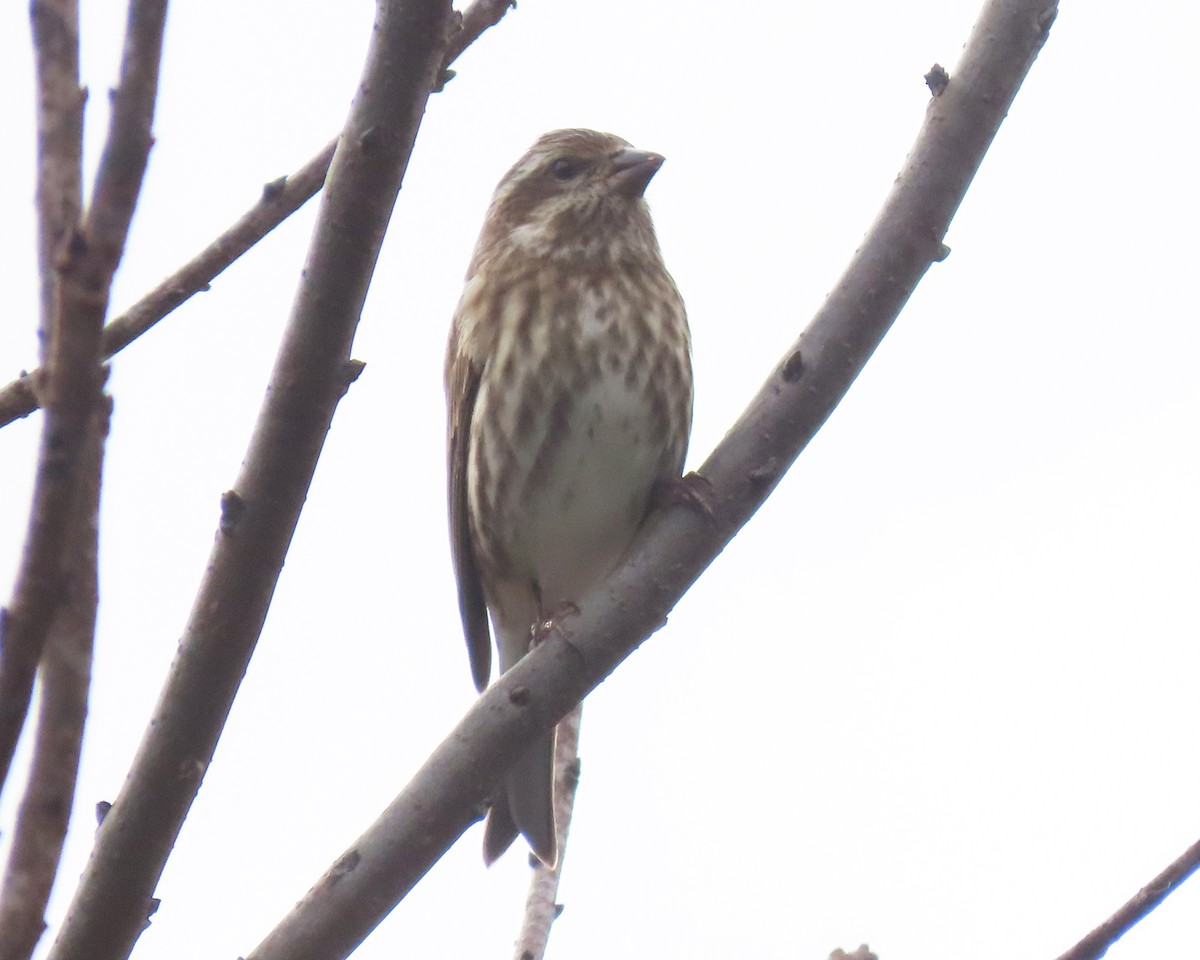 Purple Finch - ML498876201