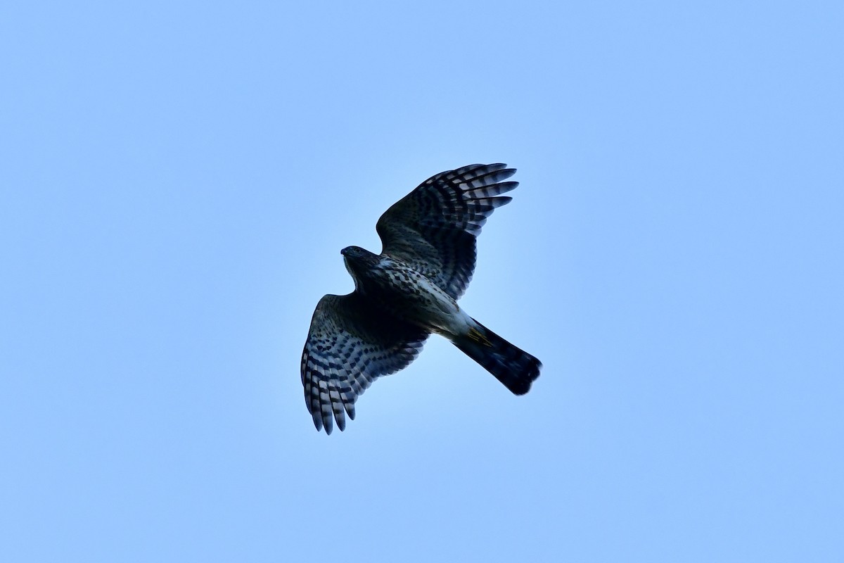 Sharp-shinned Hawk - ML498876441