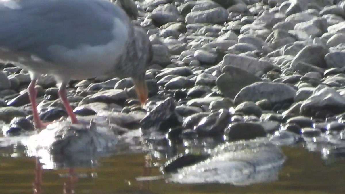 Gaviota Groenlandesa (thayeri) - ML498878241