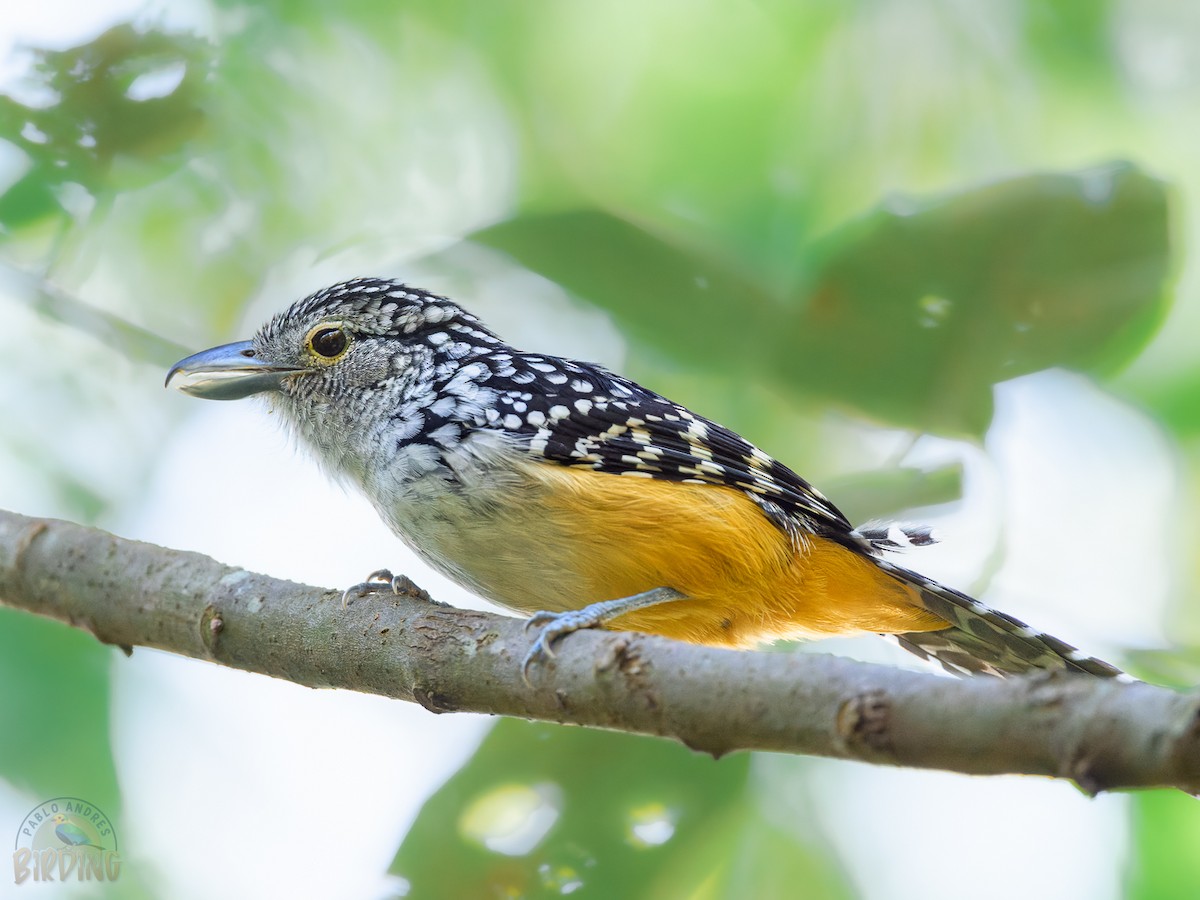Spot-backed Antshrike - Pablo Ortega