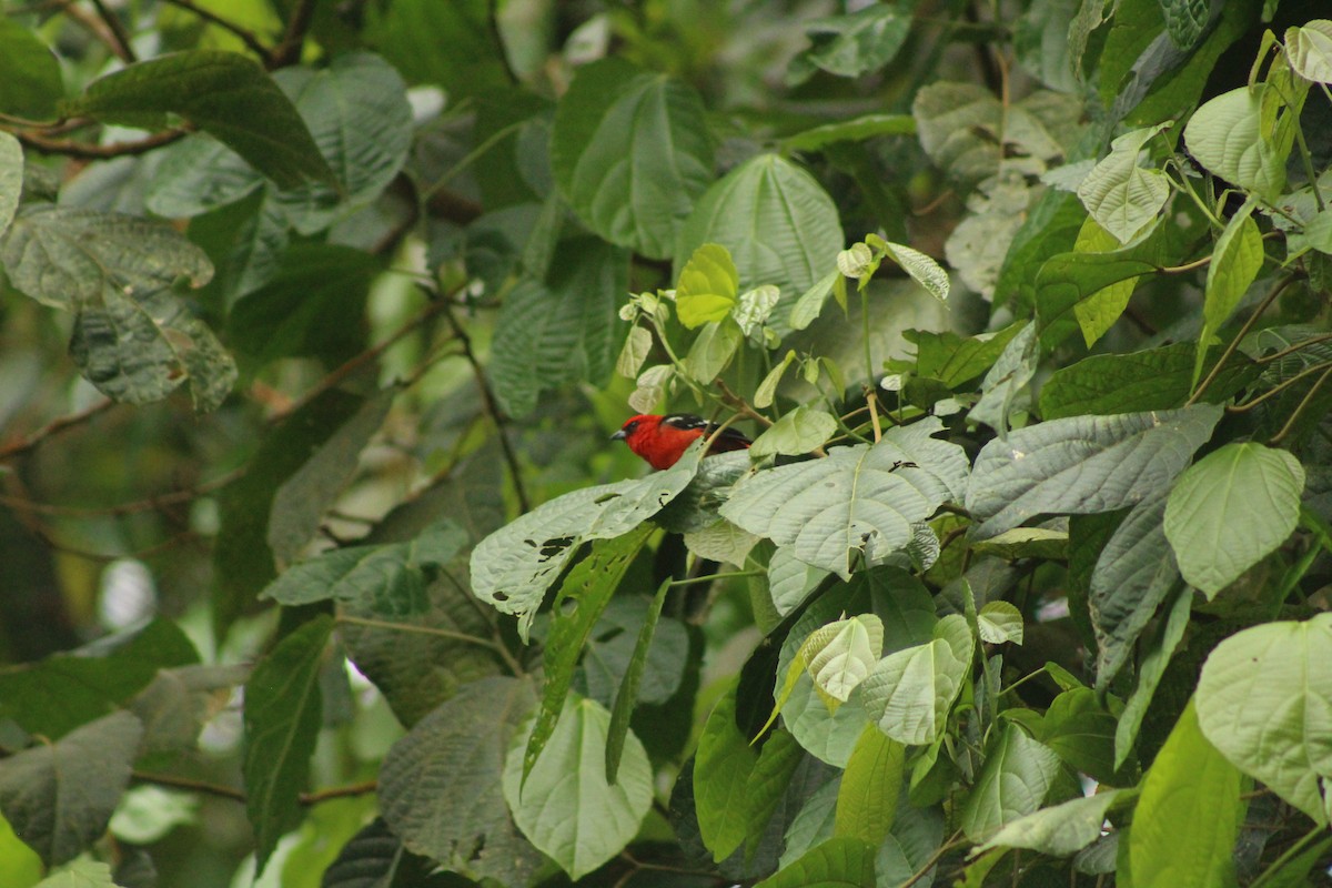 White-winged Tanager - ML498879551