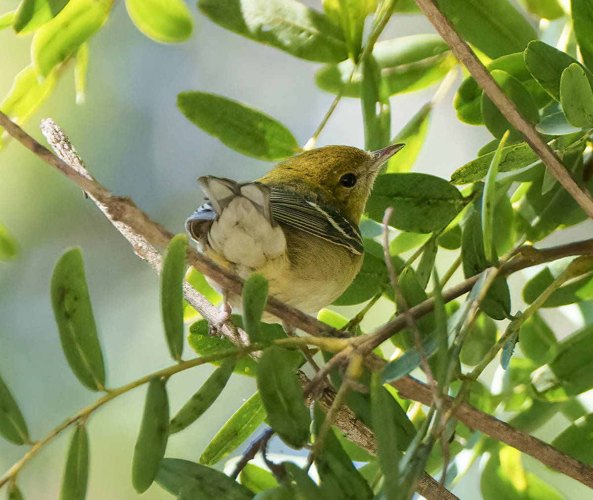 Bay-breasted Warbler - Anonymous