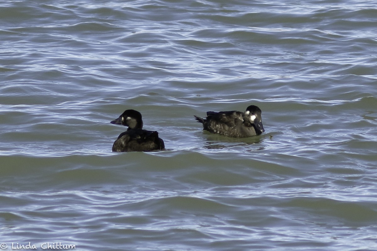 Surf Scoter - ML498880331