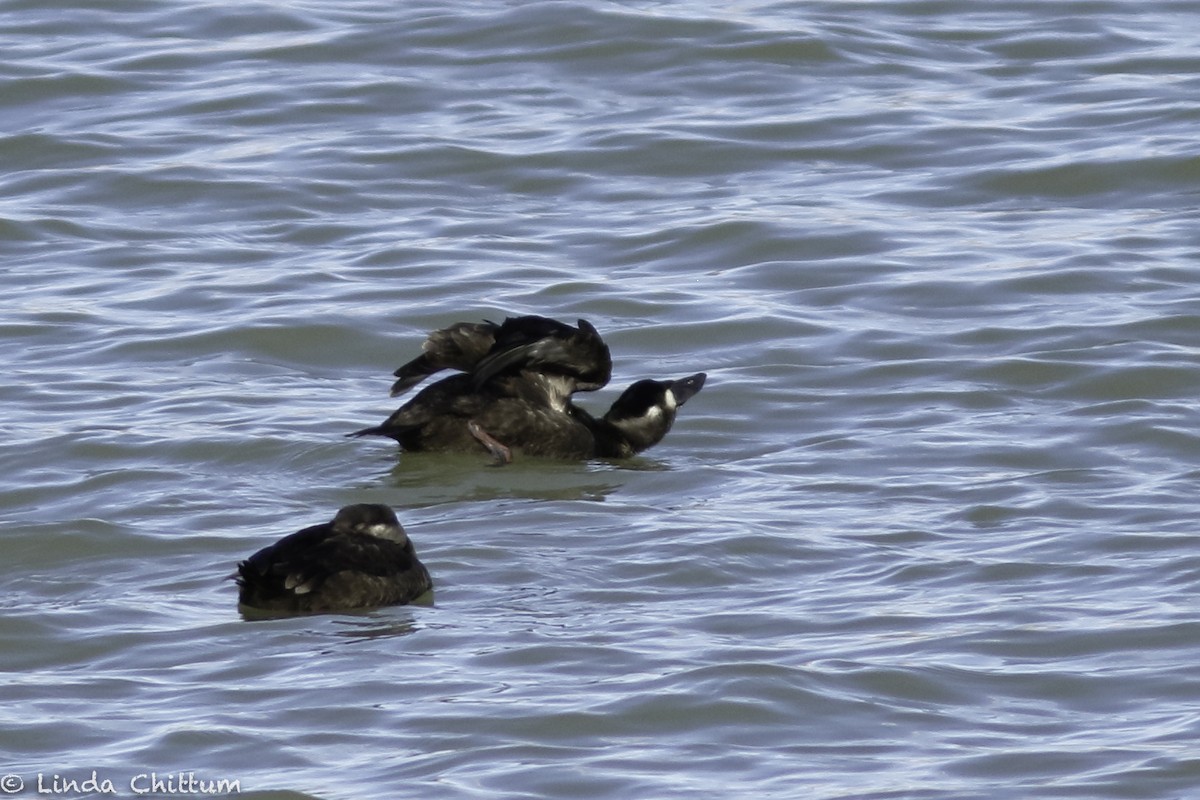 Surf Scoter - Linda Chittum