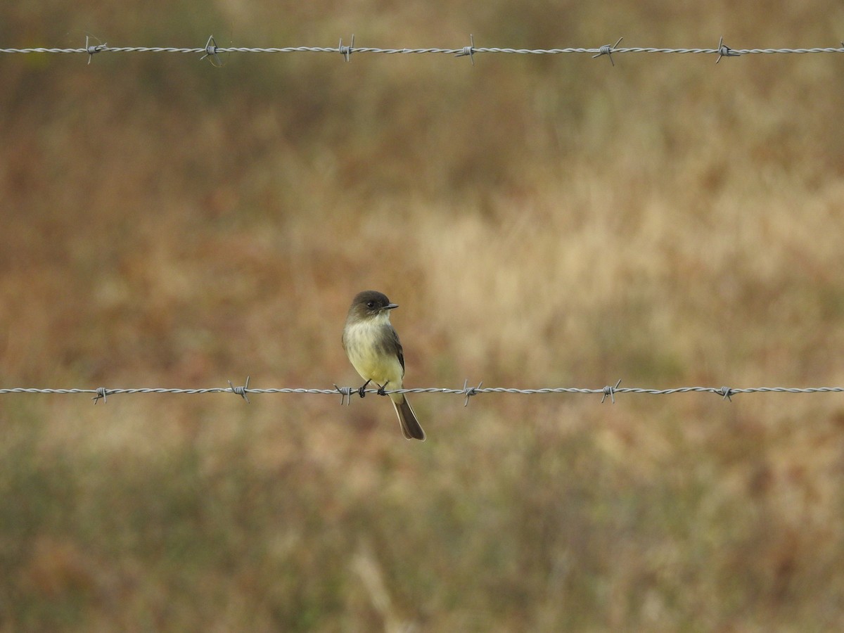 Eastern Phoebe - ML498881031