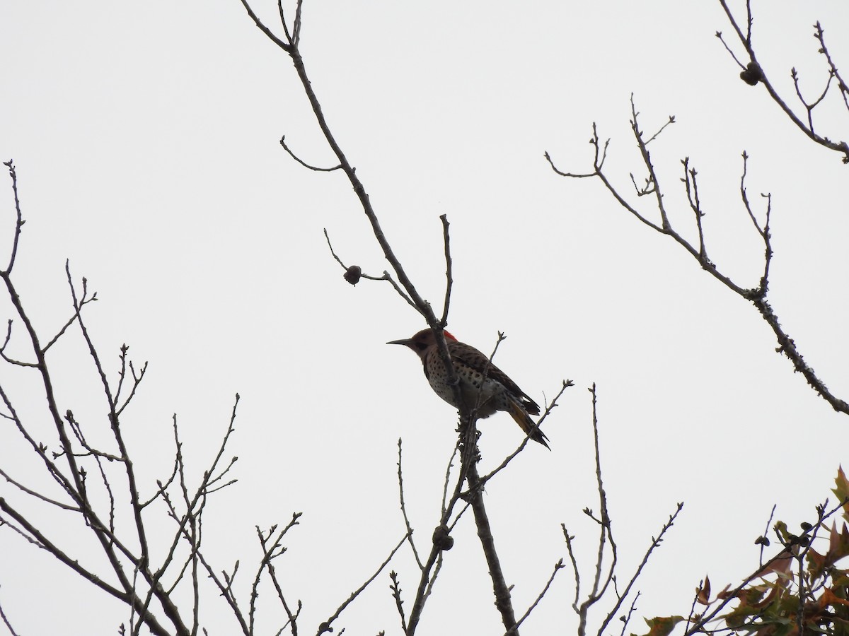 Northern Flicker - ML498881101