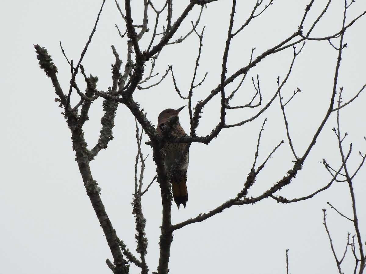 Northern Flicker - ML498881121
