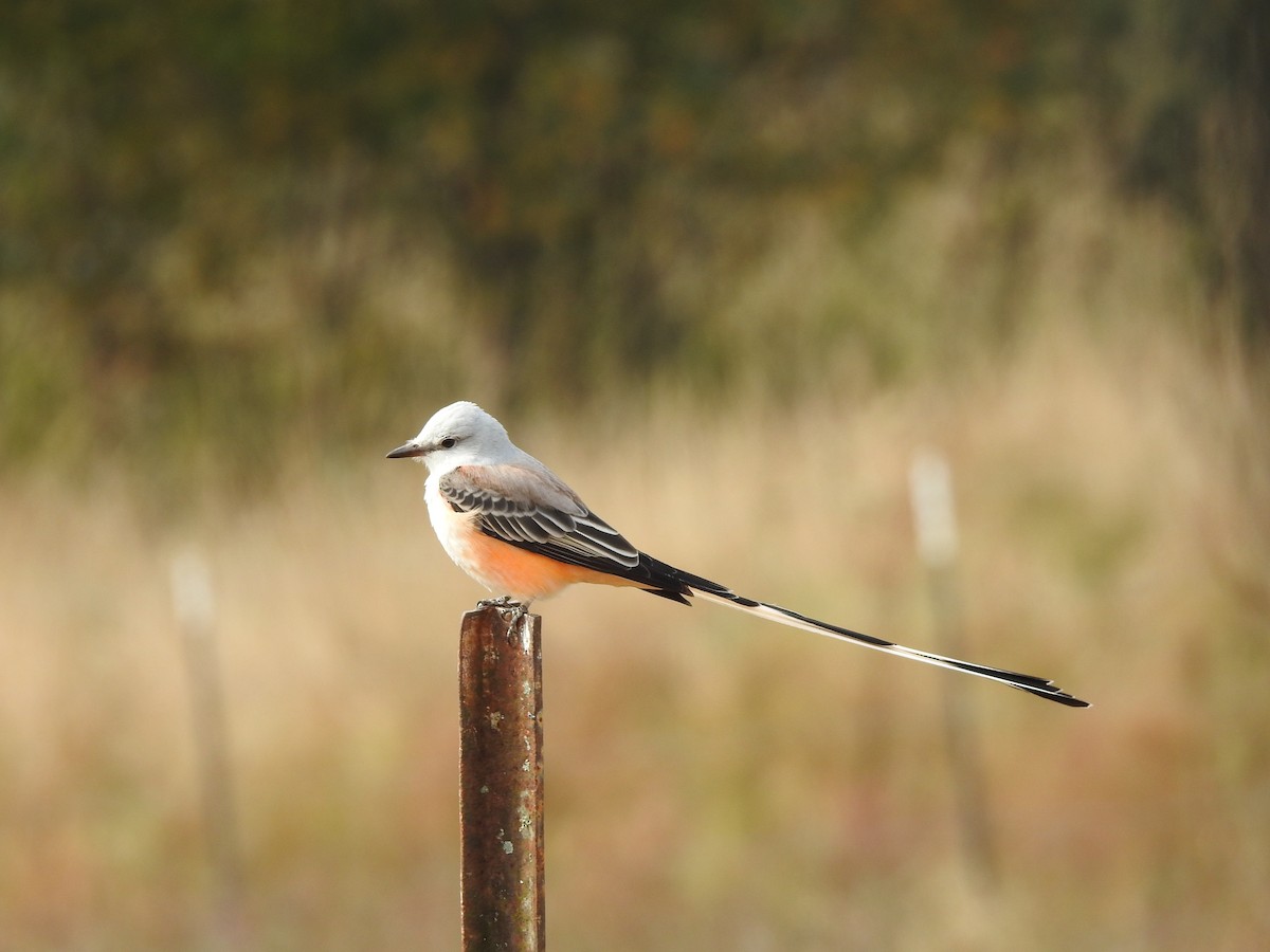 Scissor-tailed Flycatcher - ML498881131