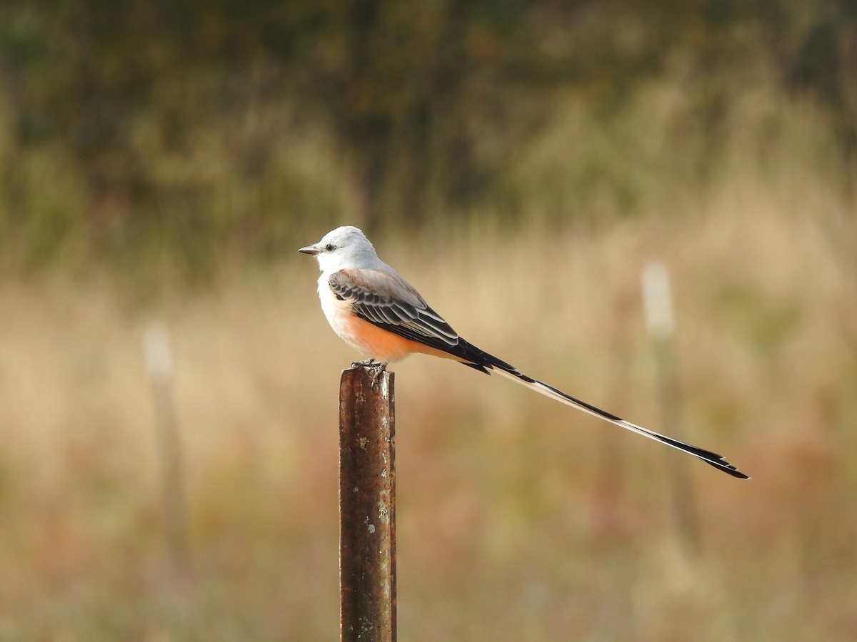 Scissor-tailed Flycatcher - ML498881161