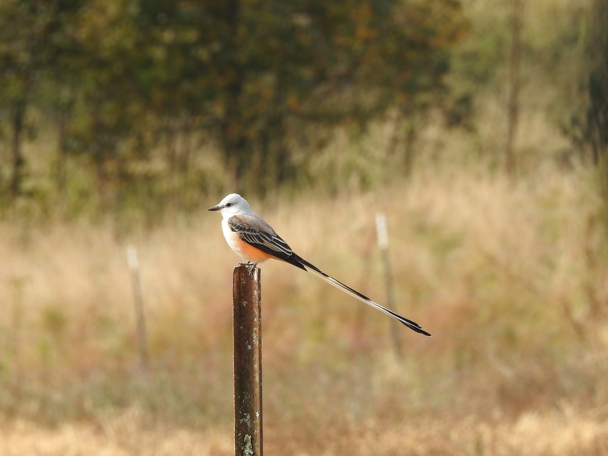 Scissor-tailed Flycatcher - ML498881181
