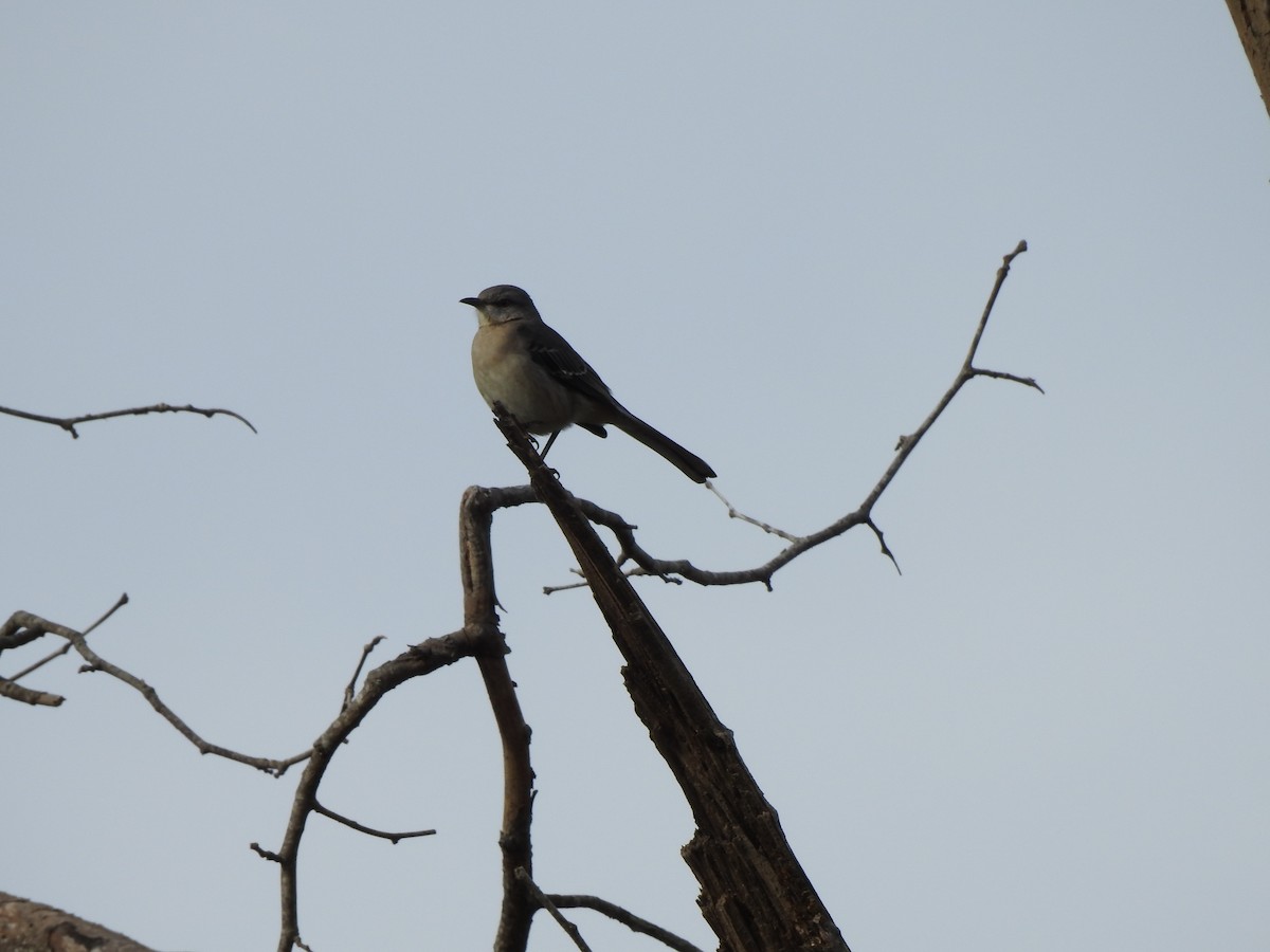 Northern Mockingbird - ML498881221