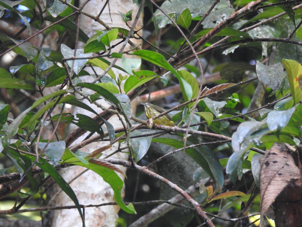 Yellow-breasted Flowerpecker - ML498881571