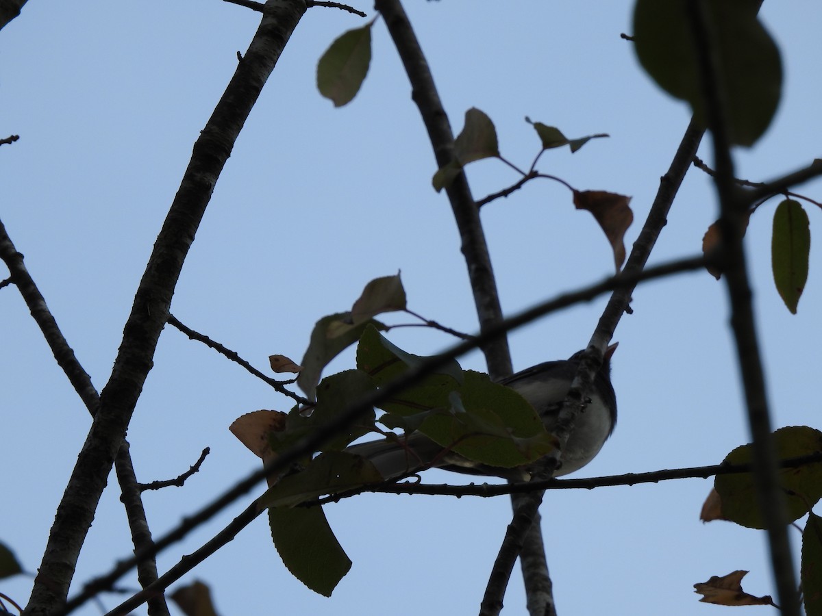 Dark-eyed Junco - ML498881581