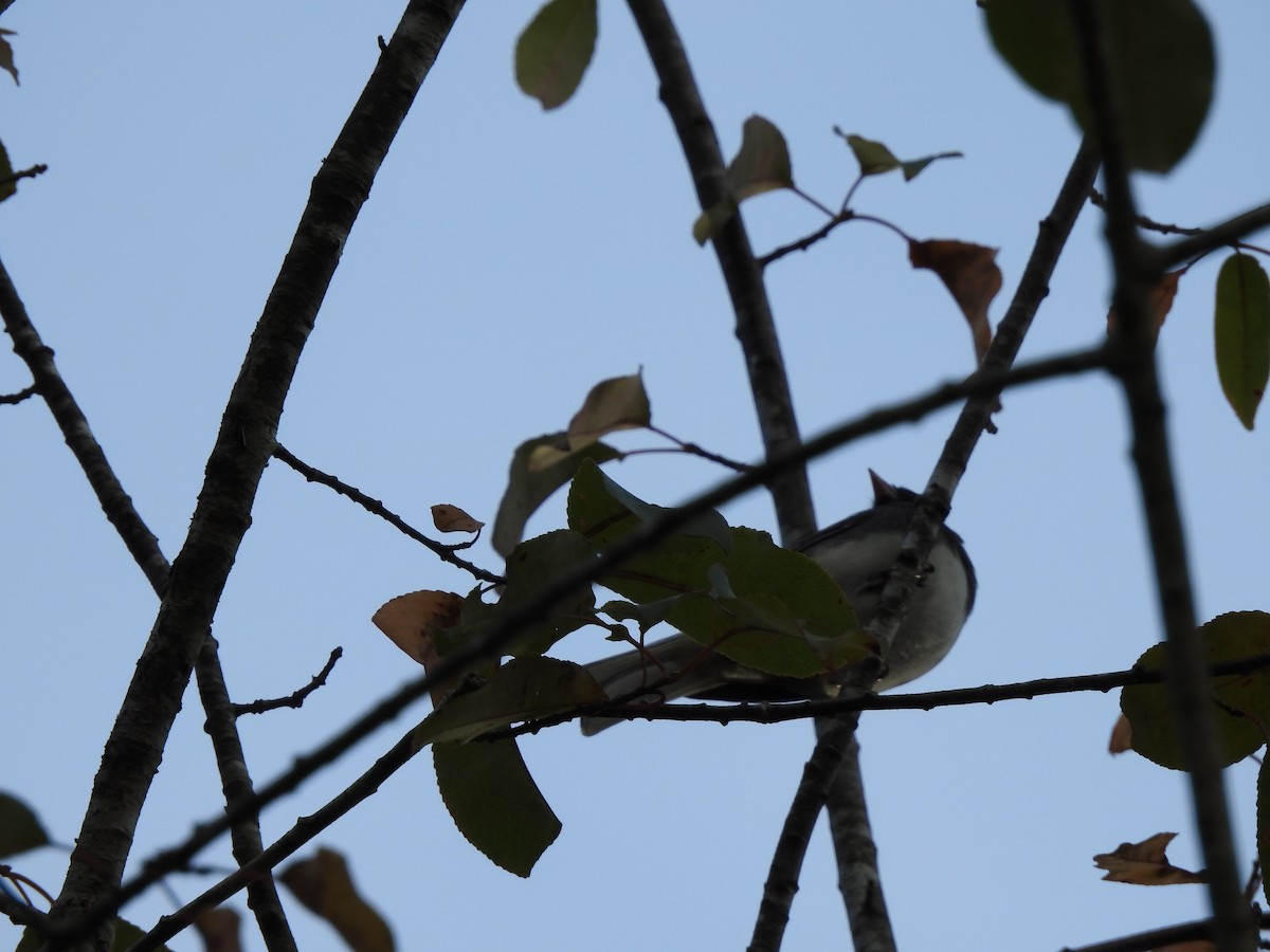 Dark-eyed Junco - ML498881591