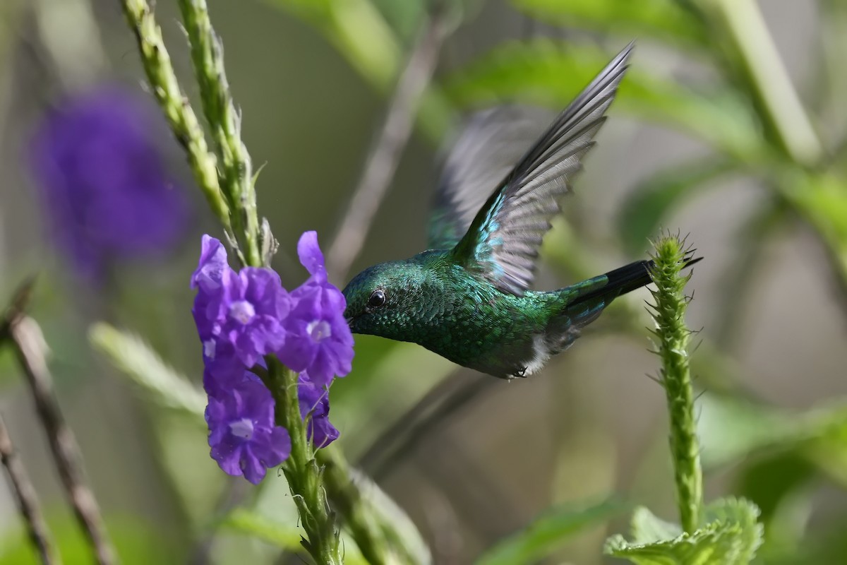 Garden Emerald - Ben  Sonnenberg