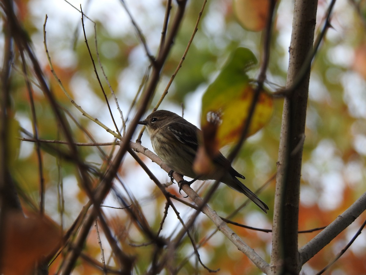 Yellow-rumped Warbler - ML498881731