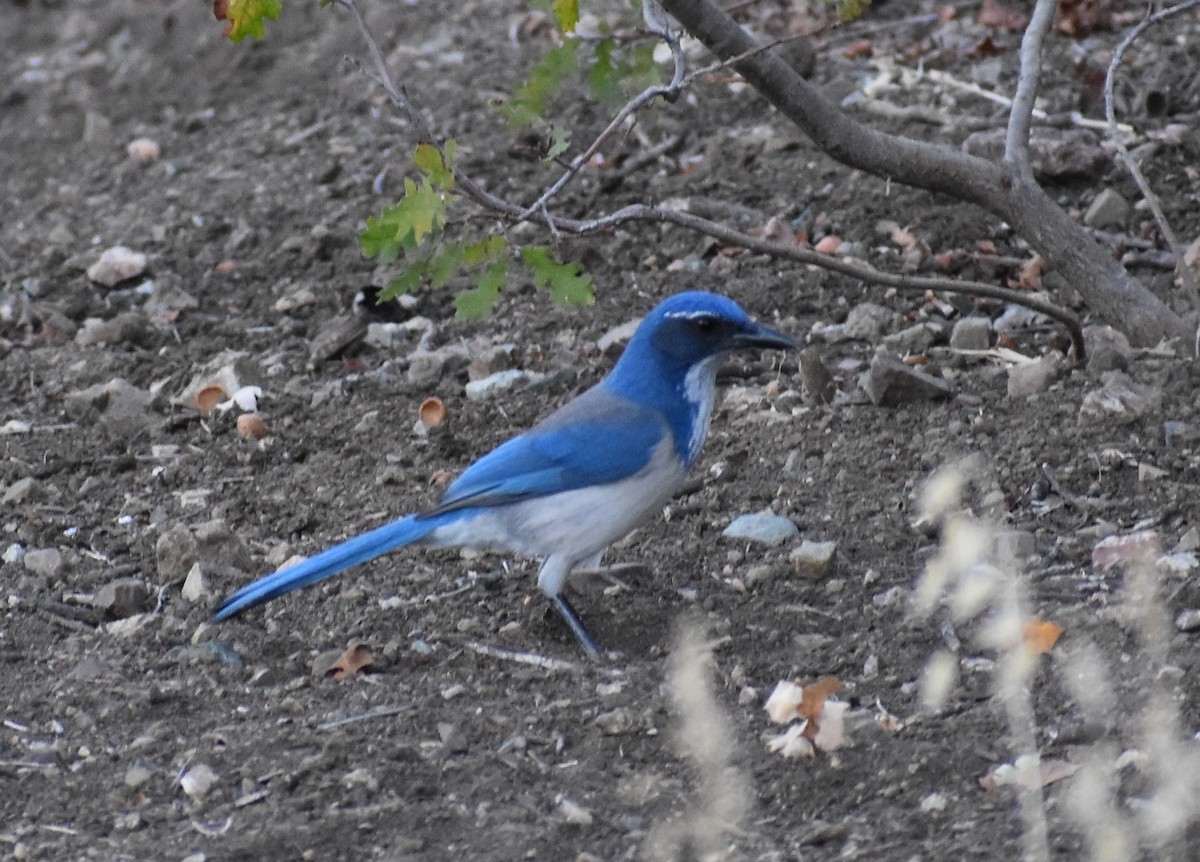 California Scrub-Jay - ML498882521