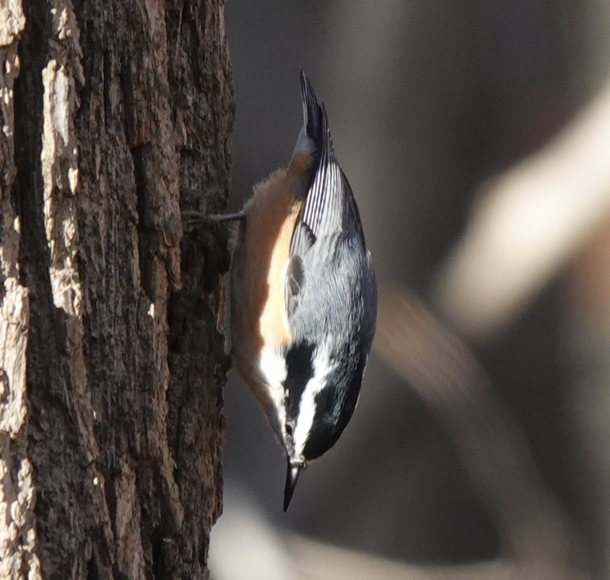 Red-breasted Nuthatch - ML498883711