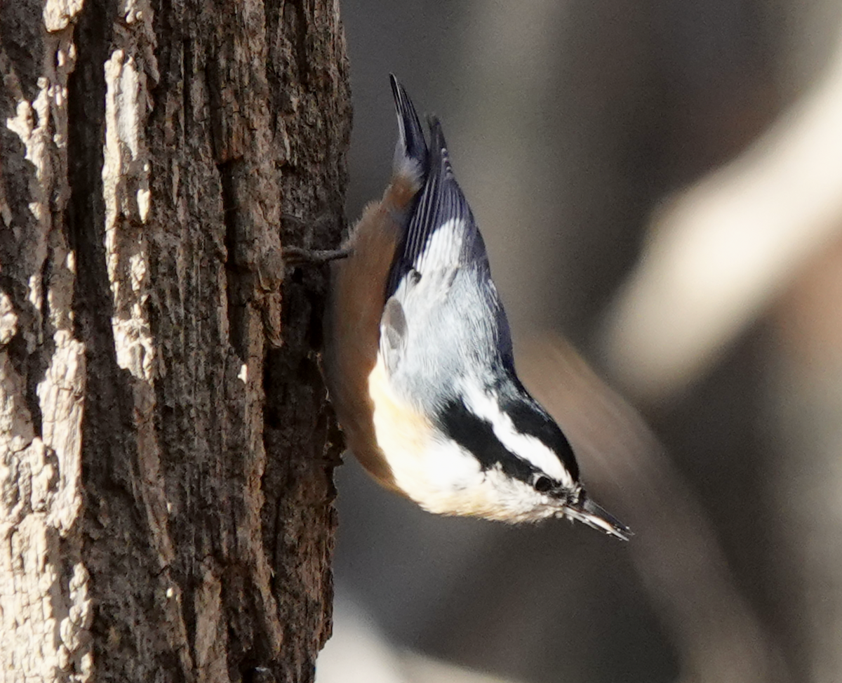 Red-breasted Nuthatch - ML498883721