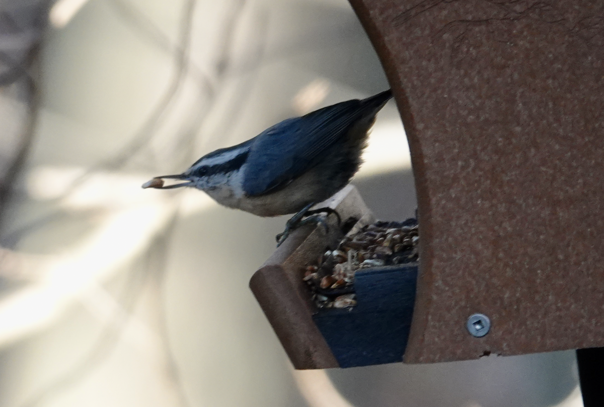 Red-breasted Nuthatch - ML498883731