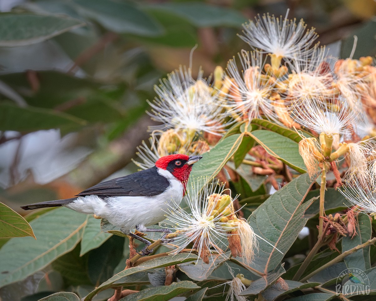 Masked Cardinal - ML498884161