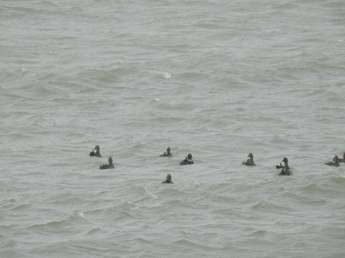 Common Eider - Martyn Obbard