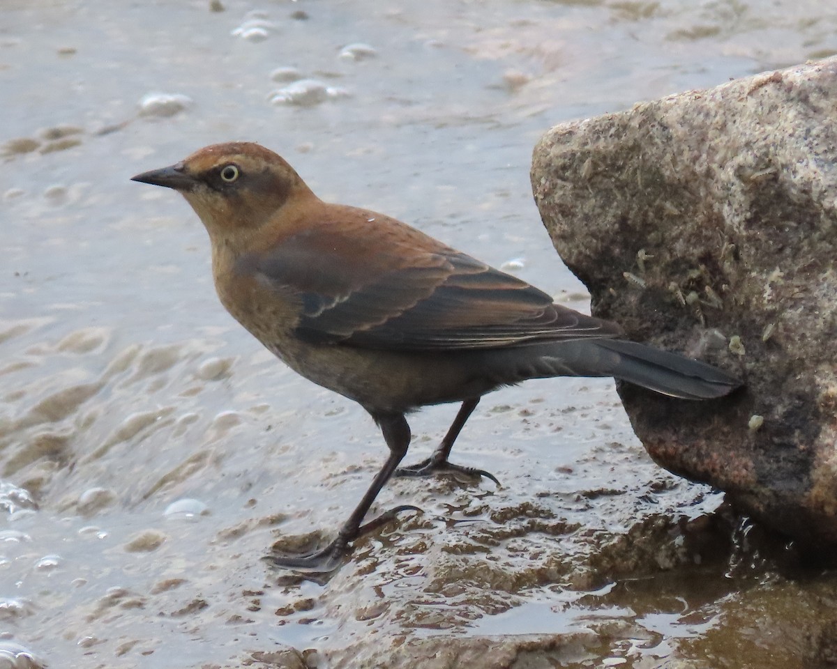 Rusty Blackbird - ML498885231