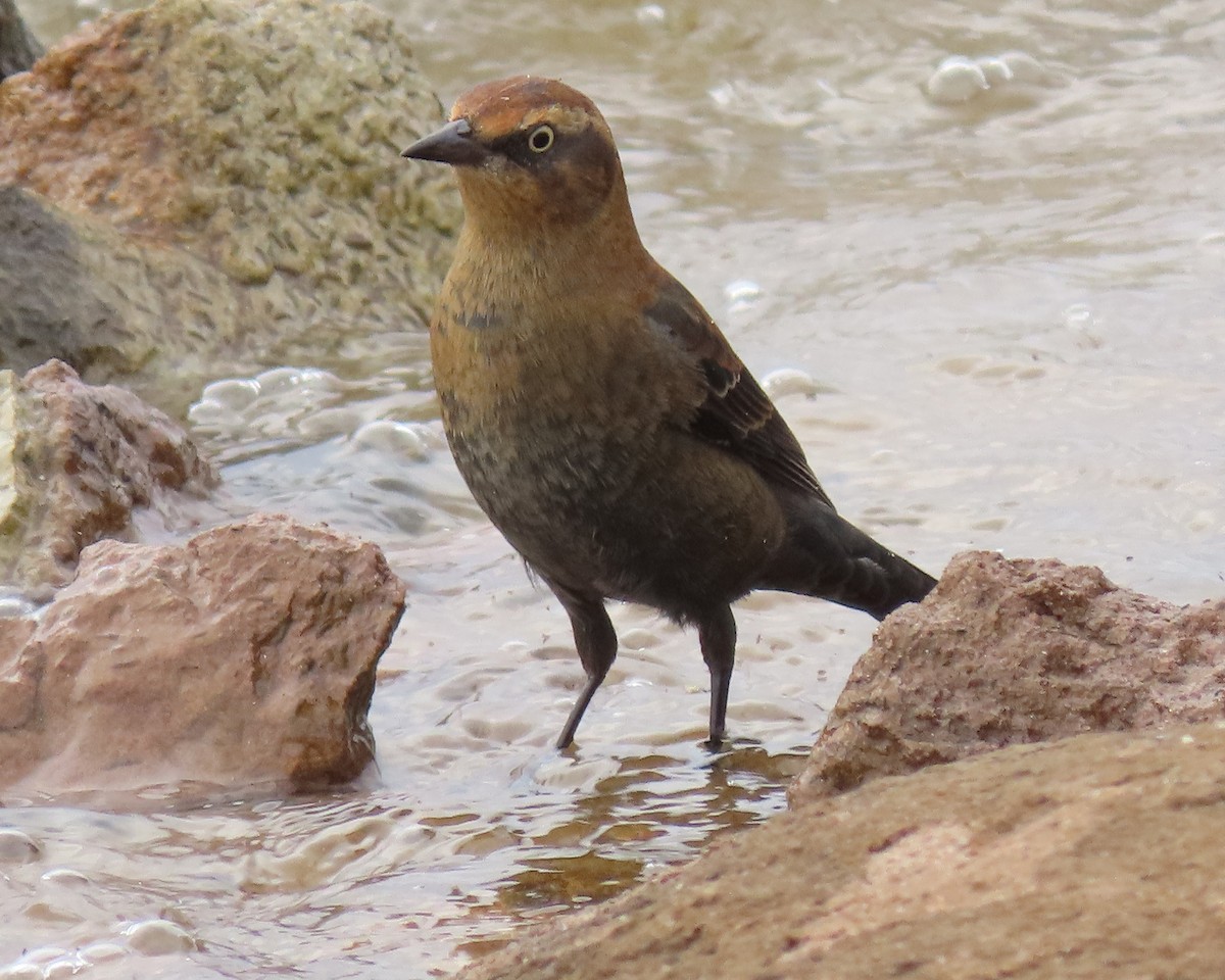 Rusty Blackbird - ML498885251