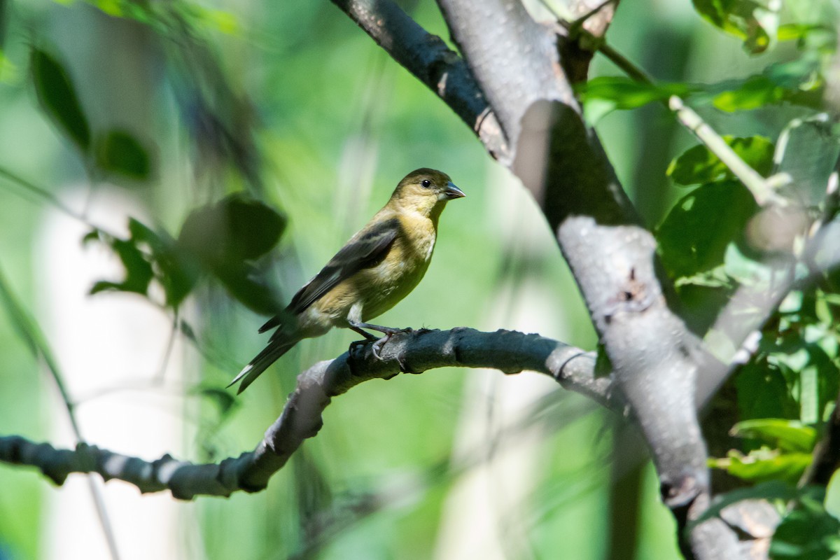 Cinnamon-rumped Seedeater - ML498885301