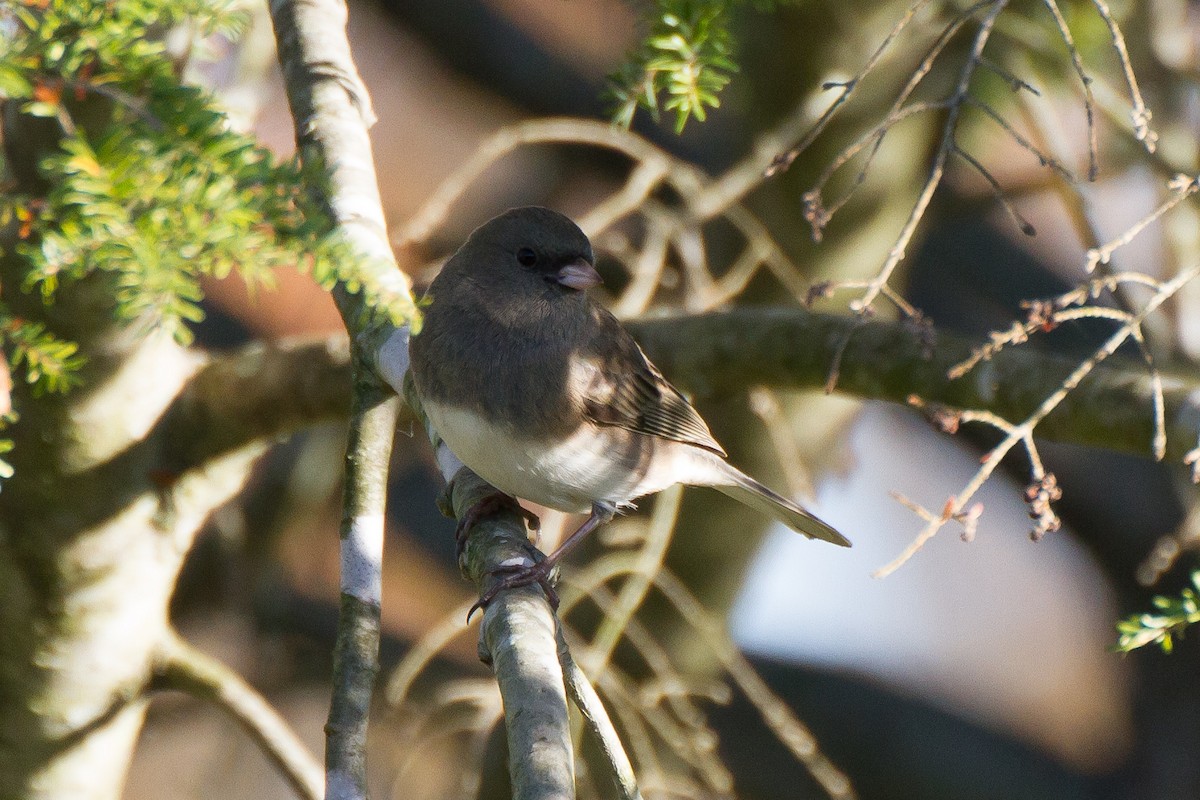 Junco ardoisé - ML498885351