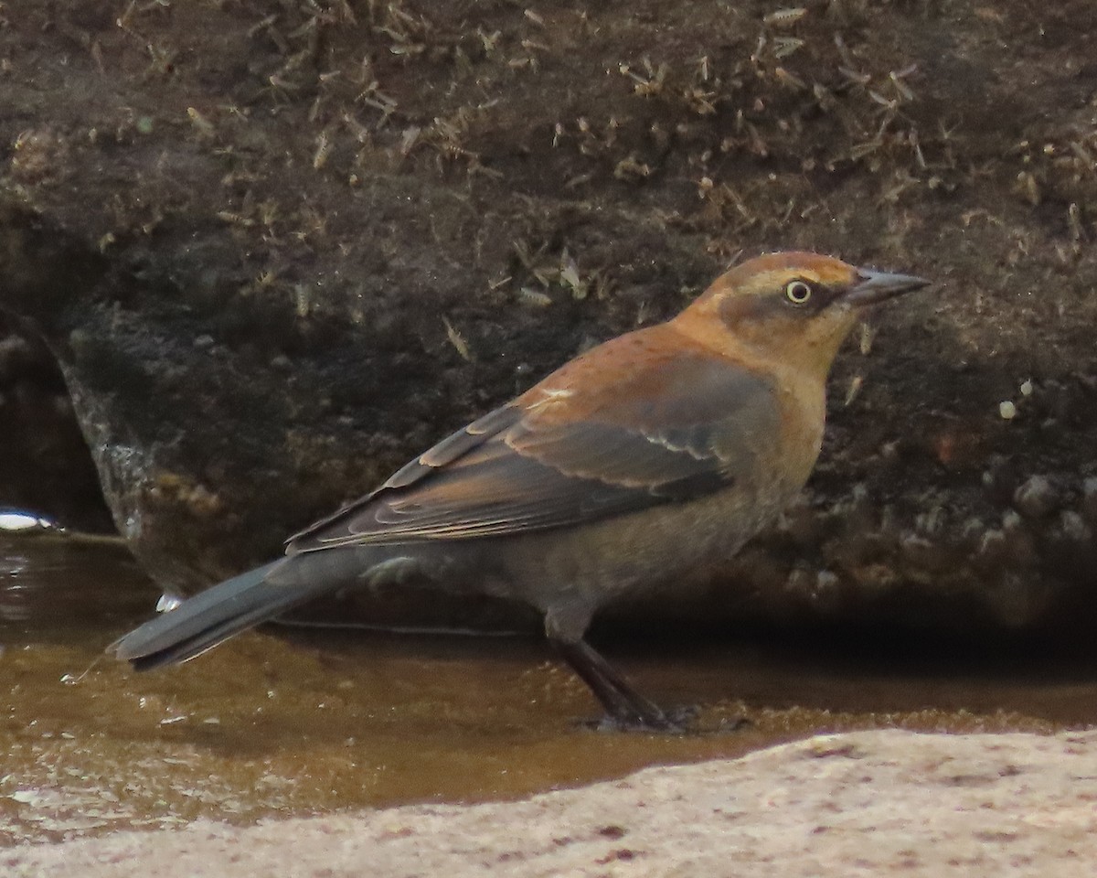 Rusty Blackbird - ML498885441