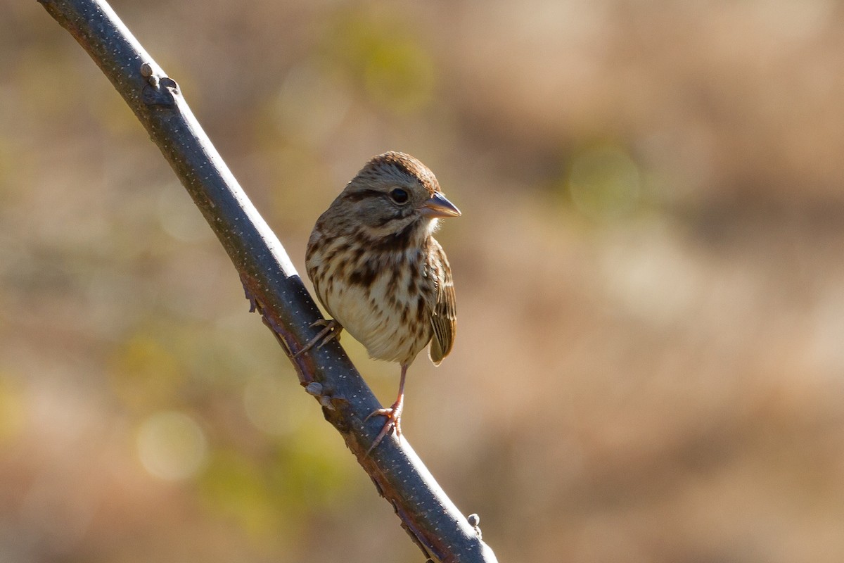 Song Sparrow - Stella Tea