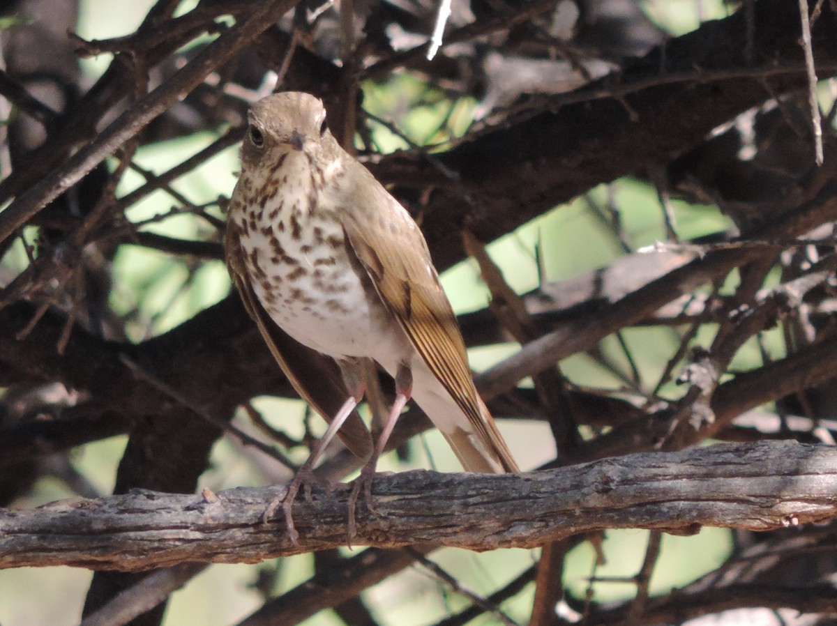 Hermit Thrush - ML498885691